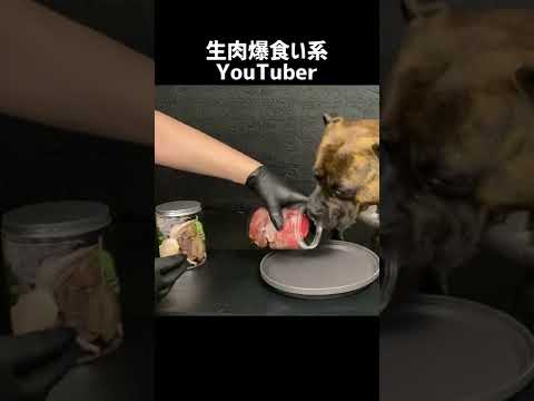 【大食い犬ASMR】パパからもらった生肉を爆食いする愛犬 MUKBANG Dog eats raw meat bones　#shorts