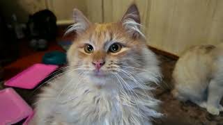 #Славянск. 3 апреля 2026г. Утро.