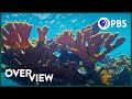 Coral Reefs and Nitrogen Pollution