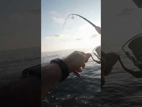 LRF ile dev Zargana #fishing #fish #balık #balık #deniz #beach #levrek #automobile #seabass #zargana