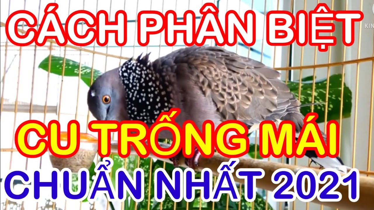 Cách Phân Biệt Cu Trống Mái Chính Xác | Phân Biệt Cu Trống Mái Chuẩn 2021 | Chim Gà Cảnh # 39