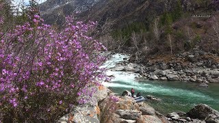 Рыбалка в глухой тайге/Труднодоступная река Кадрин #1/Экстрим на Алтае.