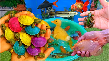 Bắt cá cảnh dễ thương, cá vàng, cá koi, cá trê panda, rùa con, tôm, guppies