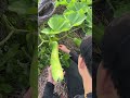 The gourd vine has many children