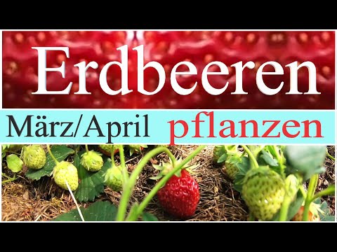 Video: Was ist eine Elsanta-Erdbeere - Wie man Elsanta-Erdbeerpflanzen anbaut
