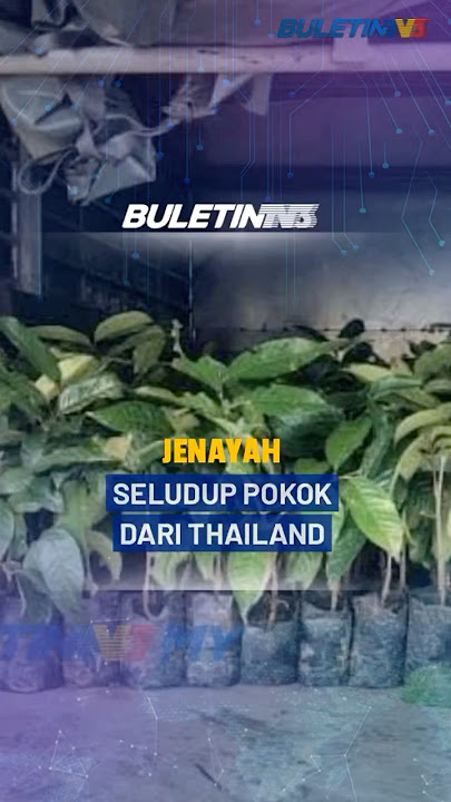 JENAYAH | Cubaan Seludup Pokok Durian, Petai Bernilai Lebih RM2 Juta Gagal