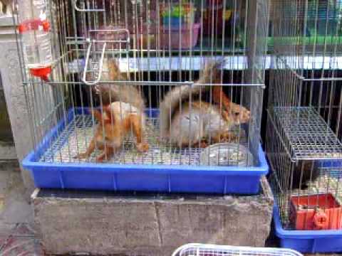 Squirrels for sale  YouTube