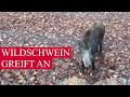 HEY GEH WEG (Wildschwein-Angriff)