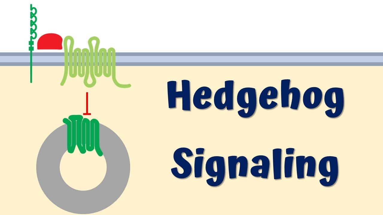 Hedgehog Signaling Pathway - YouTube