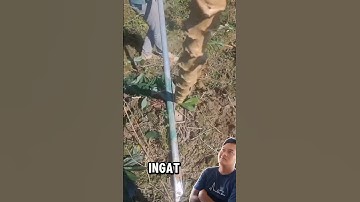 Alat cabut singkong bikin pekerjaan jadi lebih mudah #inspirasi #alatberguna #panensingkong #petani