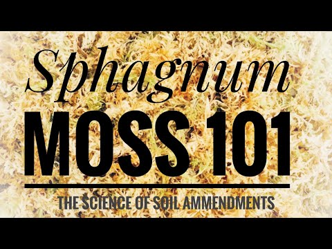 वीडियो: स्पैगनम मॉस किसके लिए अच्छा है?