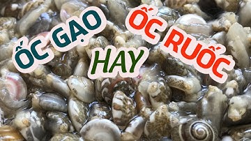 Ốc Gạo hay Ốc Ruốc đúng là Quảng Nam hay cãi  Quảng Ngãi hay la