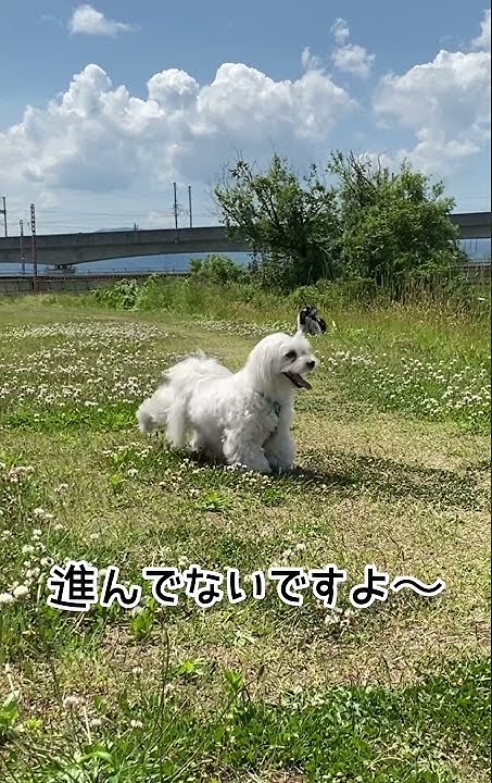 足ピーン犬 Youtube