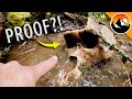 Bigfoot Skull Found in Canada?