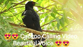 Sony HX400V photos and videos of Coucal and Cuckoo by Johnbosco Michael