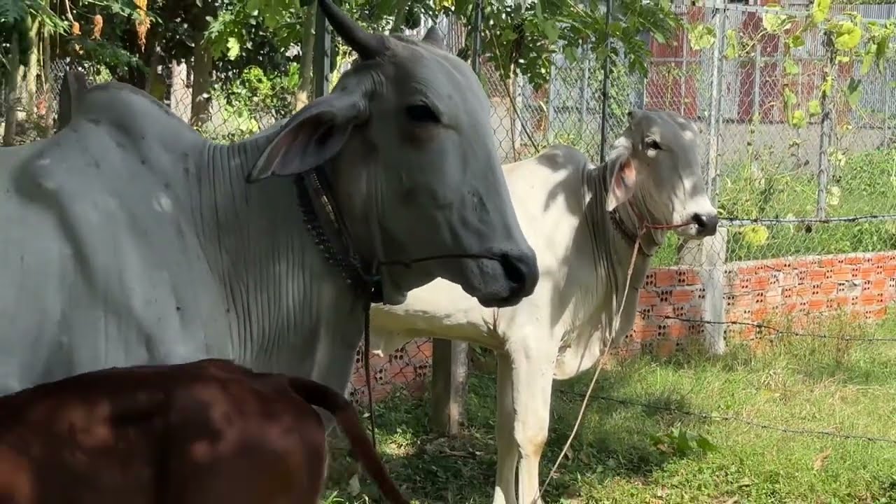 Braman Khmer so good  Bull cow of Cambodia 