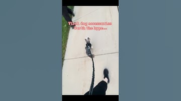 Hands-free dog leash for adventurous walks #dog #leash