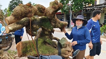 Chợ phôi cây cảnh lớn nhất miền bắc tại phong vân lục ngạn bắc giang