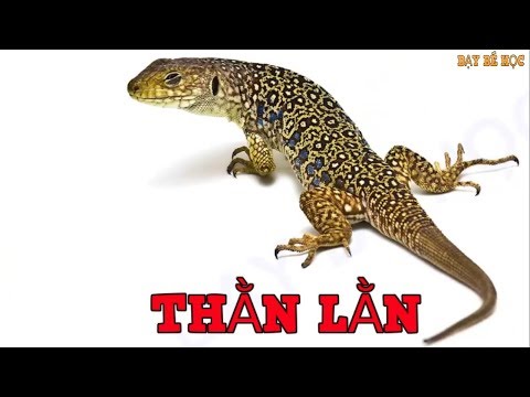 Video Dạy bé học con vật | Bé nhận biết con vật xung quanh... - YouTube