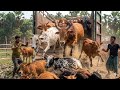 cow unloading, cow videos, cow video, animal, big cow, goru hamba cow, Female cow, Ep-11