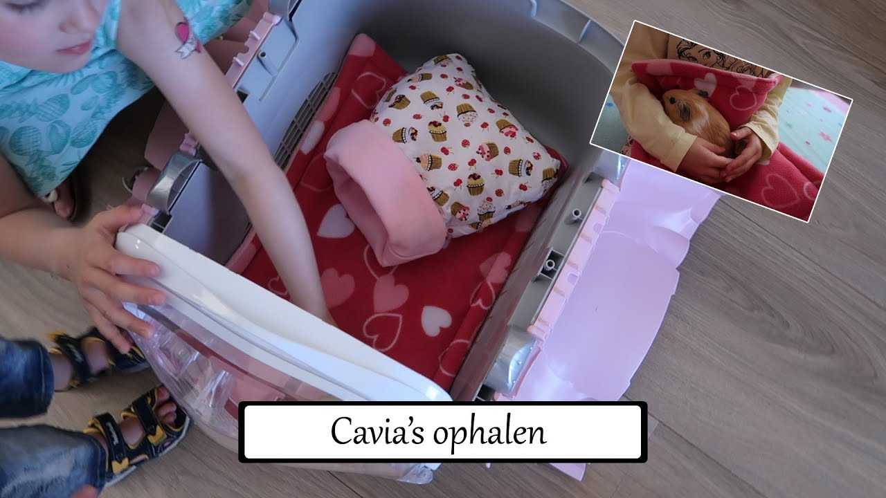 Mijn nieuwe cavia's ophalen