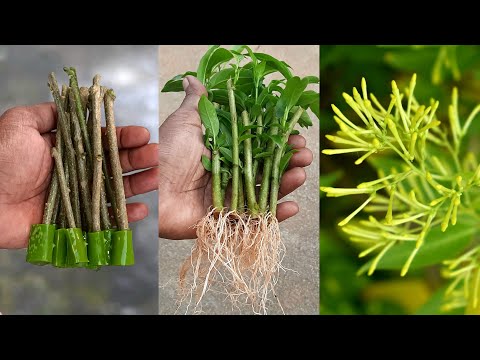 How To Propagate Night Jasmine Branches With Aloe Vera Leaves