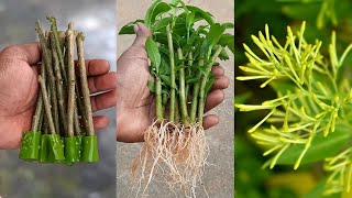 How To Propagate Night Jasmine Branches With Aloe Vera Leaves