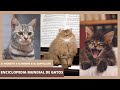 [#Podcast] Enciclopedia mundial de gatos - World Encyclopedia of Cats