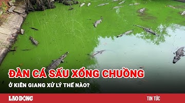 Hướng xử lý đàn cá sấu nuôi trong công viên ở Kiên Giang sau vụ xổng chuồng | Báo Lao Động