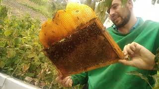 ЭКСПЕРЕМЕНТ.Оптимальное расстояние до медоносов.На какое расстояние летают пчелы и носят нам мед.