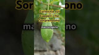 Curiosità Sui Capperi Che Sorprendono
