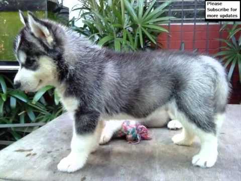 Siberian Husky Dog | Siberian Husky Dog Breed Pictures - YouTube
