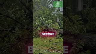 After the Tree Comes Down 🌳🪵
