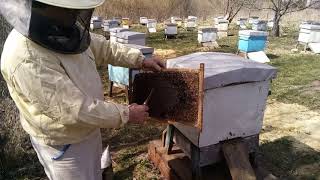 Пасека Лаврова. Развитие пчелосемей на узко-высокую рамку.
