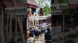 Hundreds buffaloes for funeral tradition #ukreels #usa #CulturalJourney #ancestorsmemory #buffalo