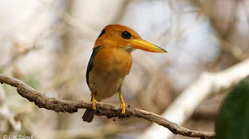 Yellow-billed Kingfisher, by Christina N. Zdenek
