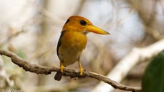 Yellow-billed Kingfisher, by Christina N. Zdenek