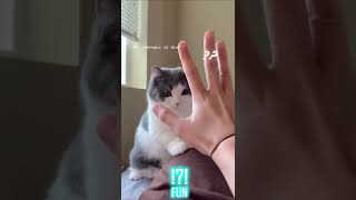 Incredibly funny cat videos to make you laugh - #funny #cat #memes #compilation