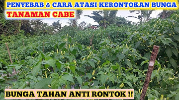 INILAH PENYEBAB DAN CARA MENGATASI BUNGA CABE RONTOK | MENCEGAH BUNGA CABE RONTOK
