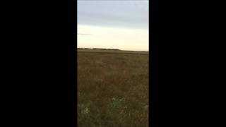 Prairie find 08192015