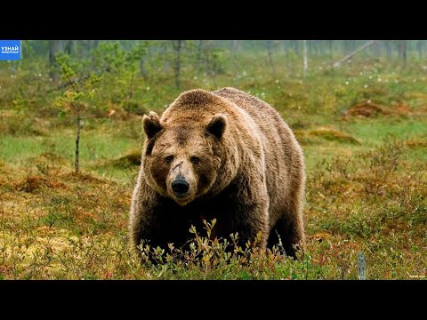 БУРЫЙ МЕДВЕДЬ – Мощный Лесной Зверь Атакующий Волков! Медведь в Деле!