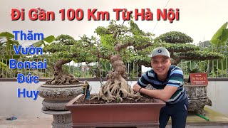 QUÝ KHÁCH vượt gần 100 Km từ Hà Nội thăm vườn Bonsai ĐỨC HUY ( phần 2 ) .