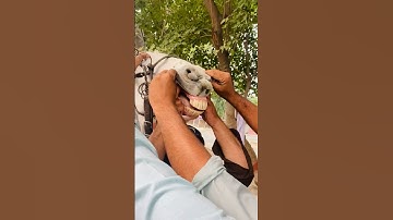 Horse teeth problem solution #shorts #viral #horseloverstatus