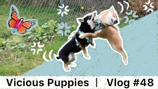 Vicious Puppies | Vlog #48