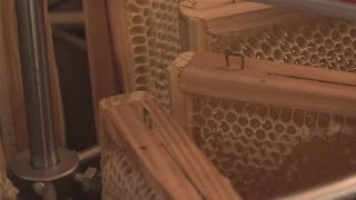 How to Extract Honey from your Beehive