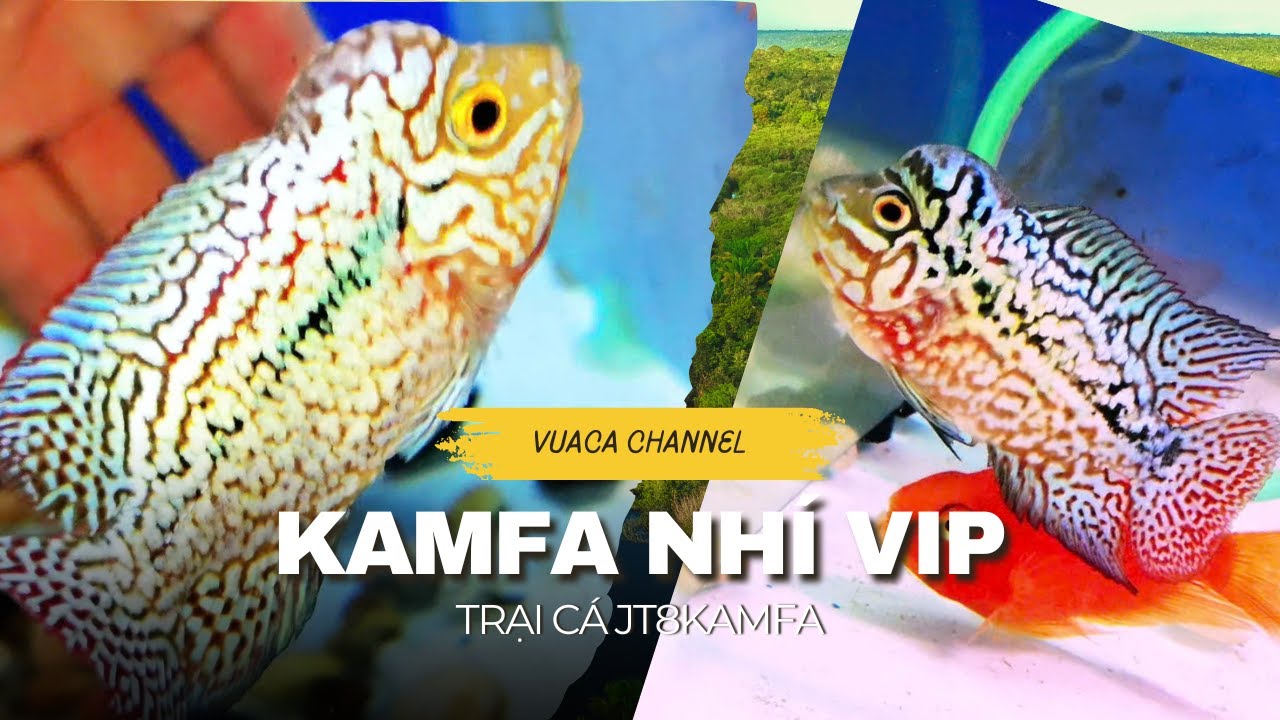 Hướng Dẫn Tuyển Chọn - Chăm Kamfa f2 Nhí Tiềm Năng Ai Cũng Nên Biết ( lô Kamfa nhí VIP 0933333250)