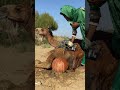 الماتكا تمنع الجمل من الغضب إنها عادة أهل الصحراء 