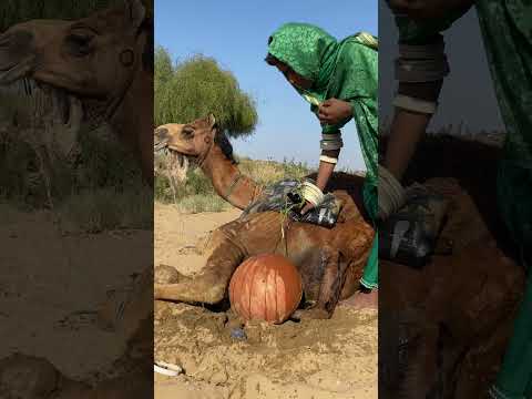 الماتكا تمنع الجمل من الغضب إنها عادة أهل الصحراء 