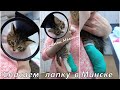 Спасение котёнка Макса с раненой лапкой. Часть 2 : Поездка из Гомеля в Минск.