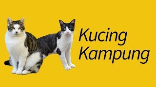 Jenis Kucing Kampung—TERJAWAB! by MeowCitizen 825,490 views 4 years ago 4 minutes, 38 seconds